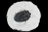 Coltraneia Trilobite Fossil - Huge Faceted Eyes #108427-1